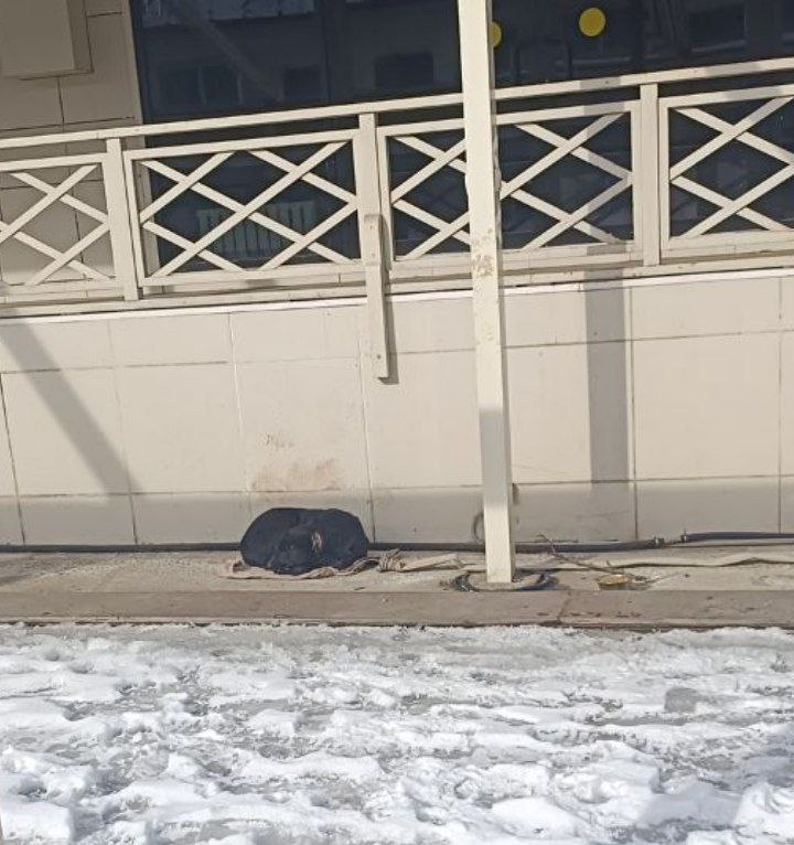 Найдена собака в Ростове-на-Дону — фото объявления