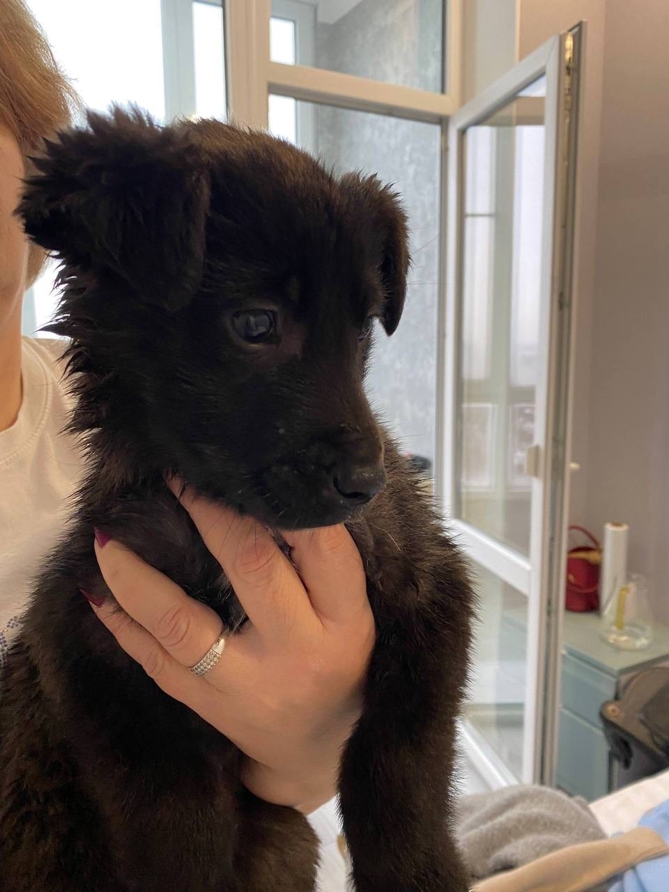 Пропала собака в Ростове-на-Дону — фото объявления