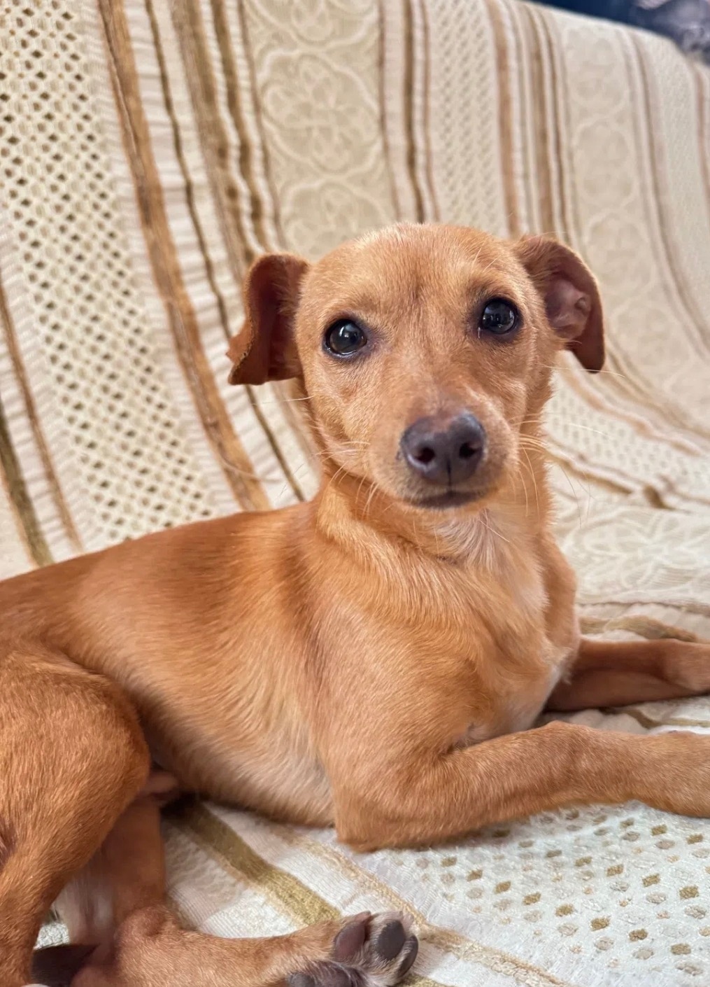 Пропала собака в Ростове-на-Дону — фото объявления