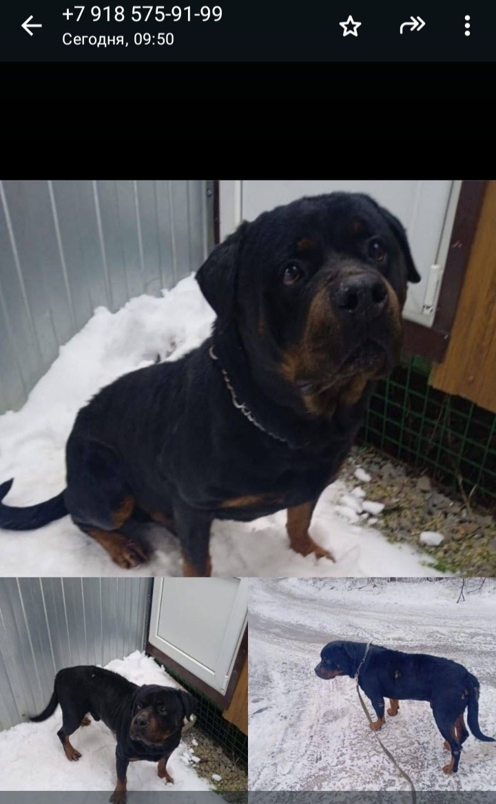 Найдена собака в Ростове-на-Дону — фото объявления