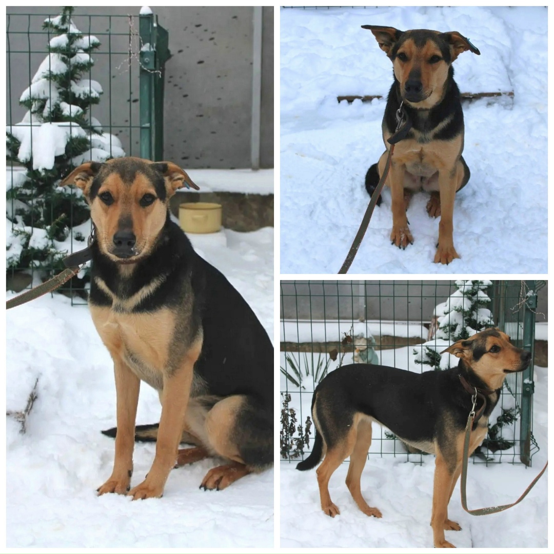 Найдена собака в Ростове-на-Дону — фото объявления