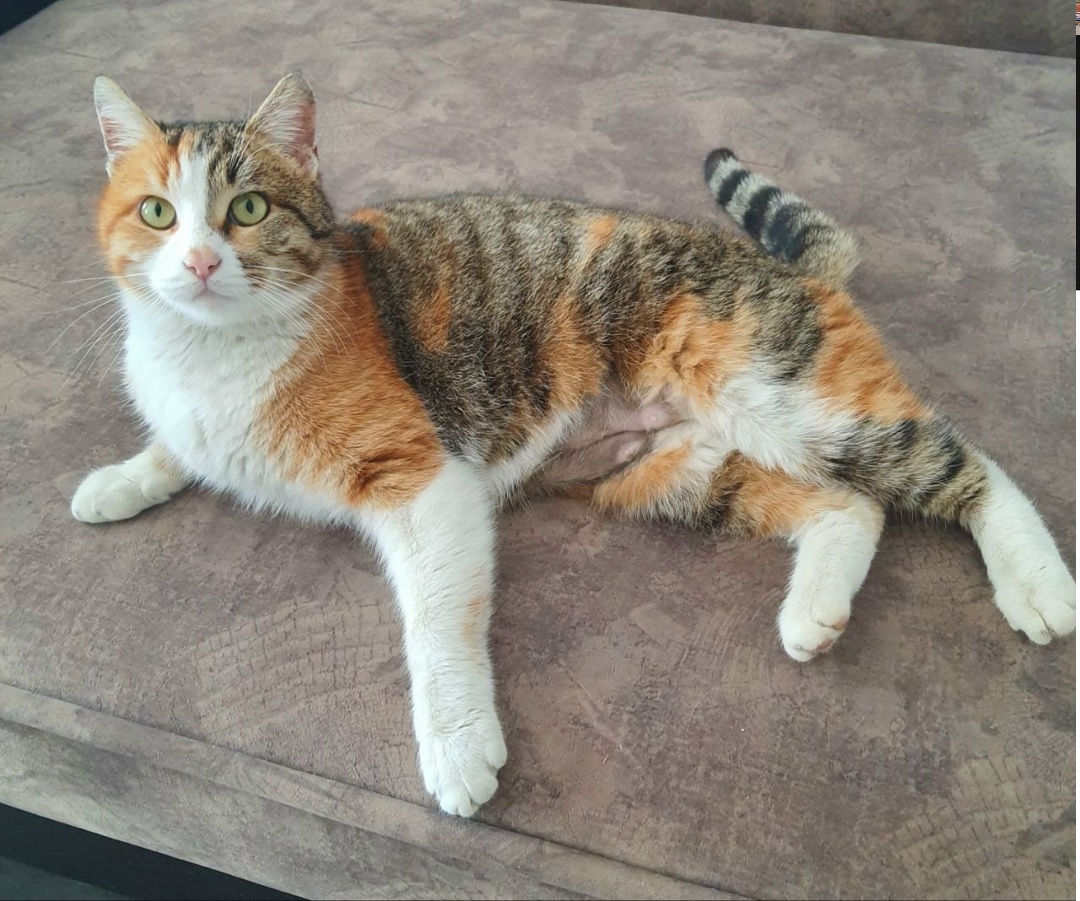 Пропала кошка в Ростове-на-Дону — фото объявления