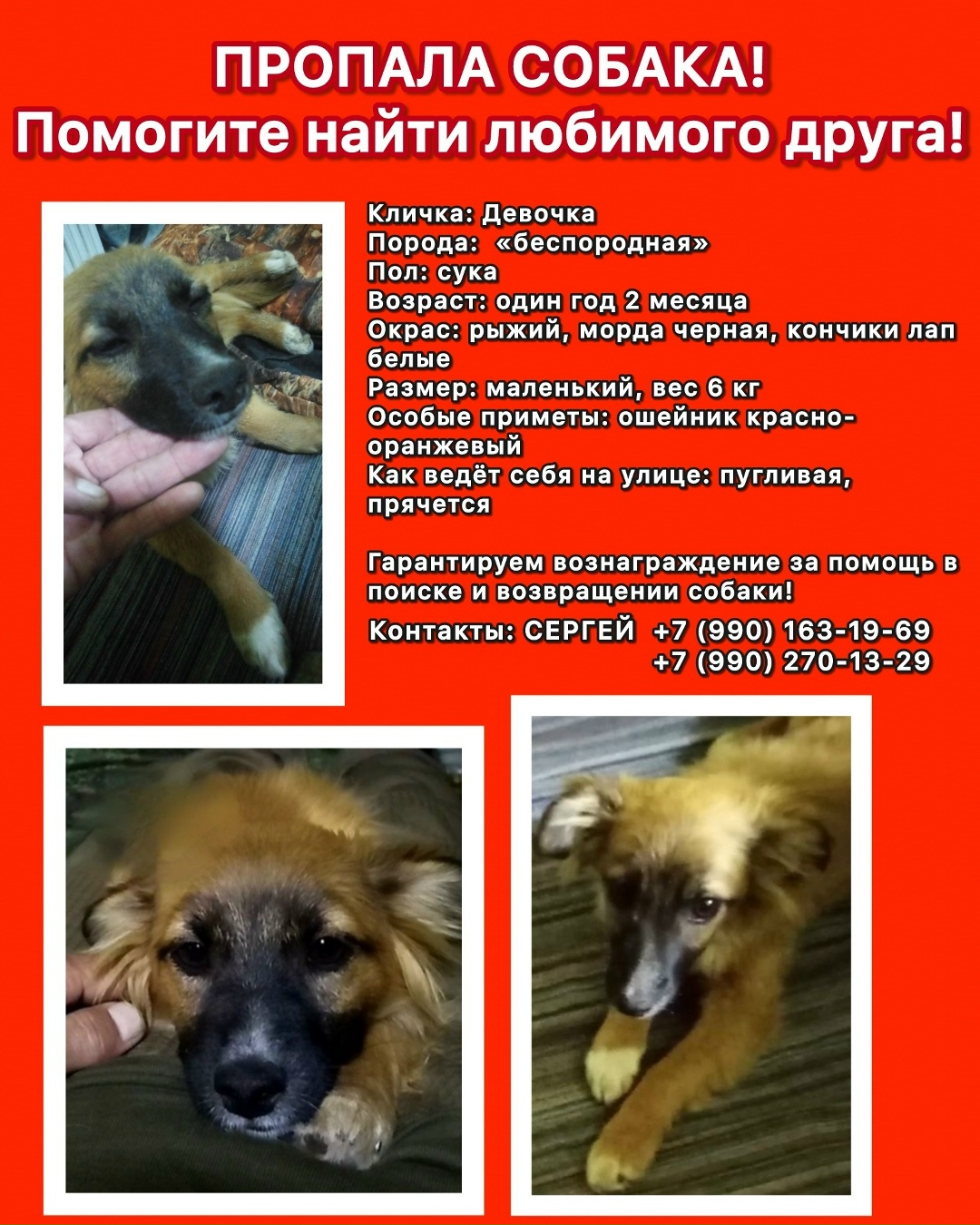 Пропала собака в Ростове-на-Дону — фото объявления