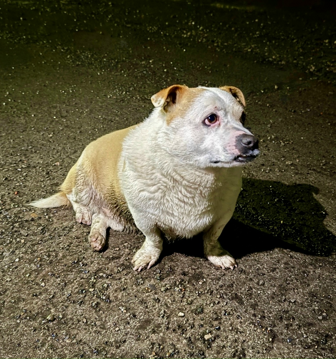 Пропала собака в Ростове-на-Дону — фото объявления