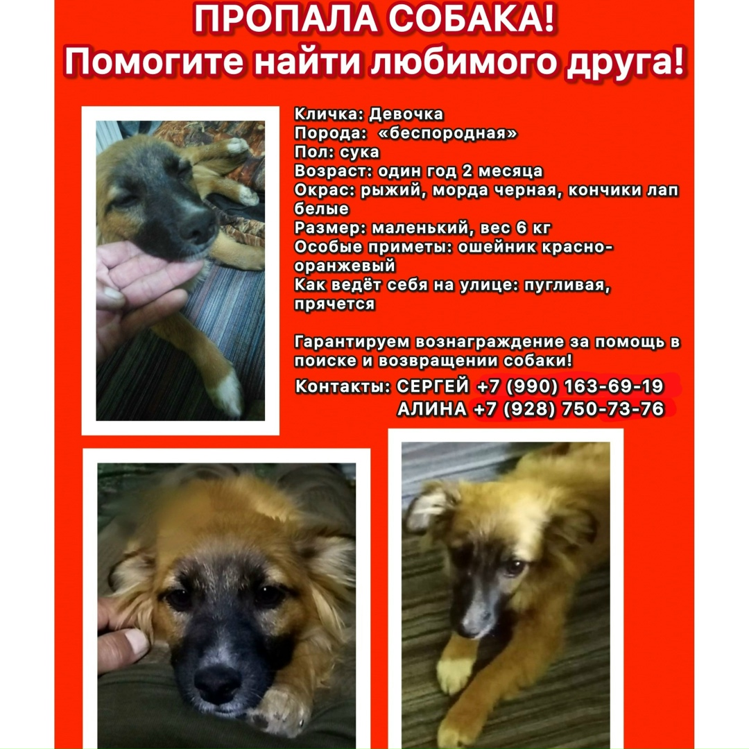 Пропала собака в Ростове-на-Дону — фото объявления