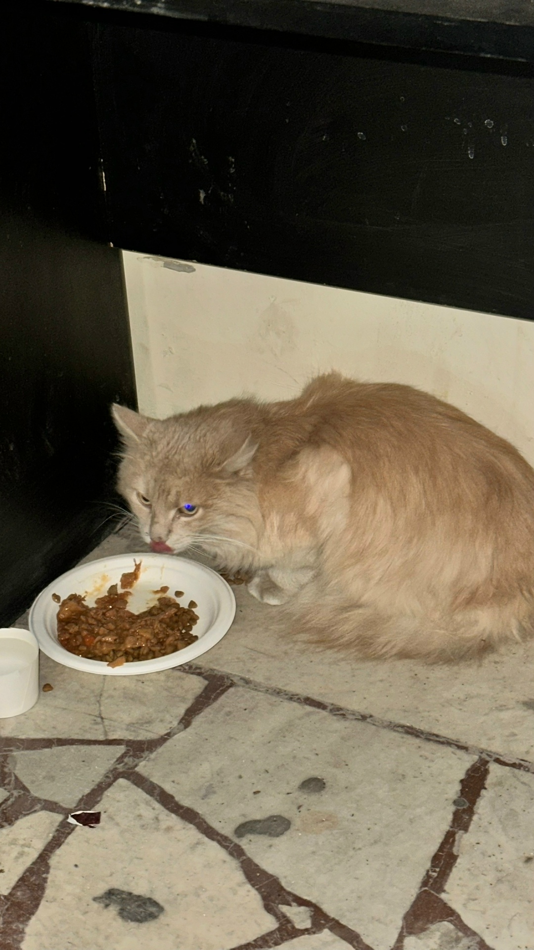 Пропала кошка в Ростове-на-Дону — фото объявления