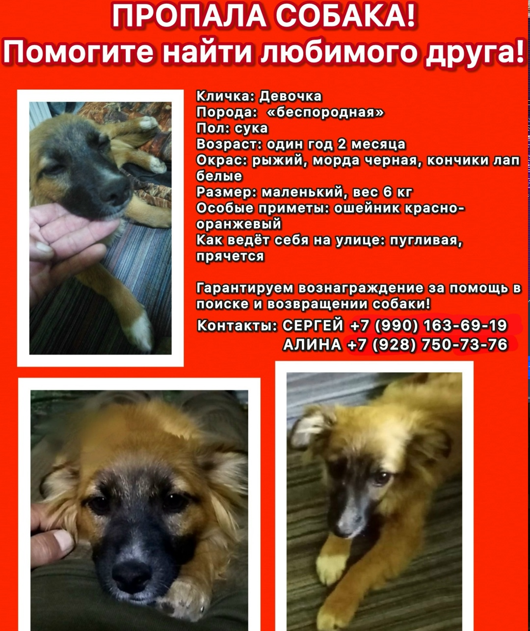Пропала собака в Ростове-на-Дону — фото объявления
