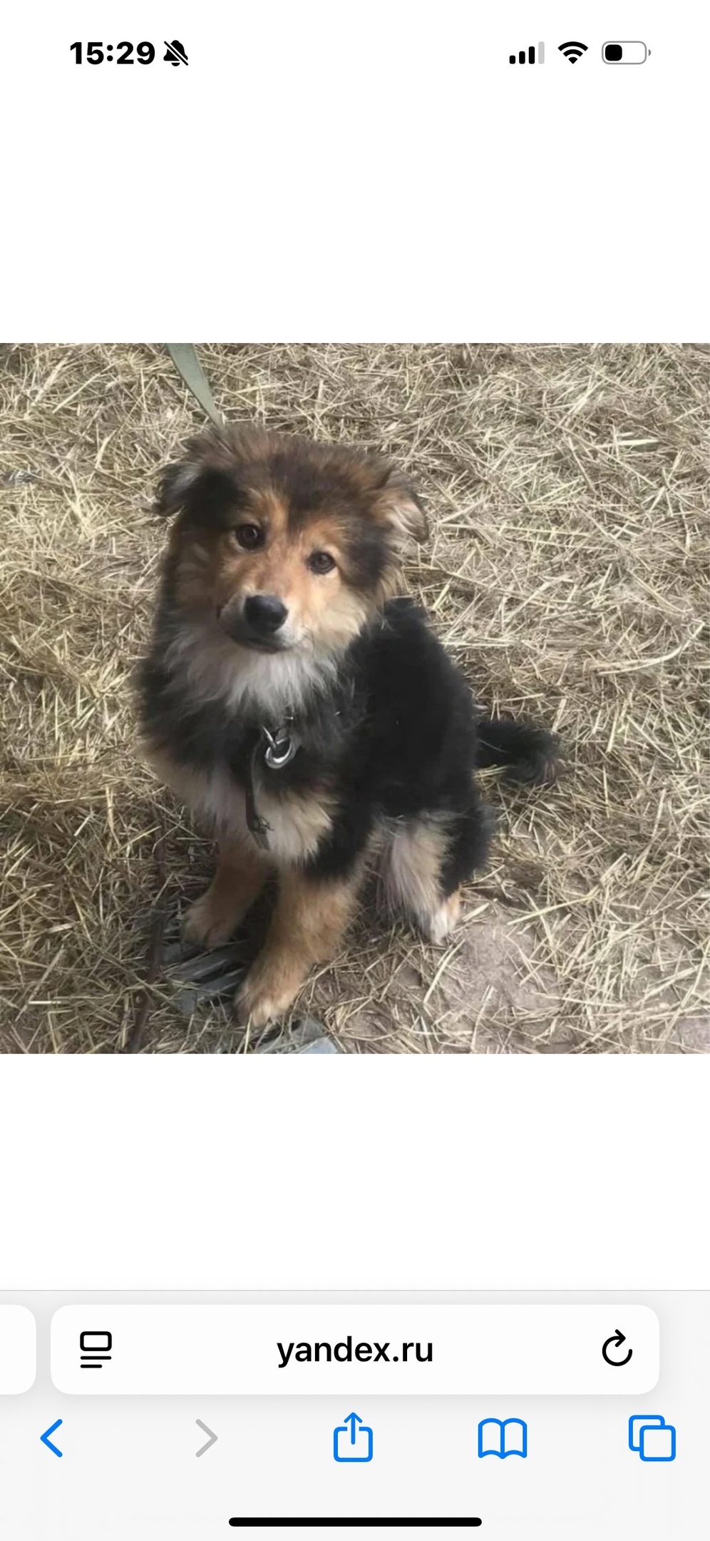 Пропала собака в Ростове-на-Дону — фото объявления