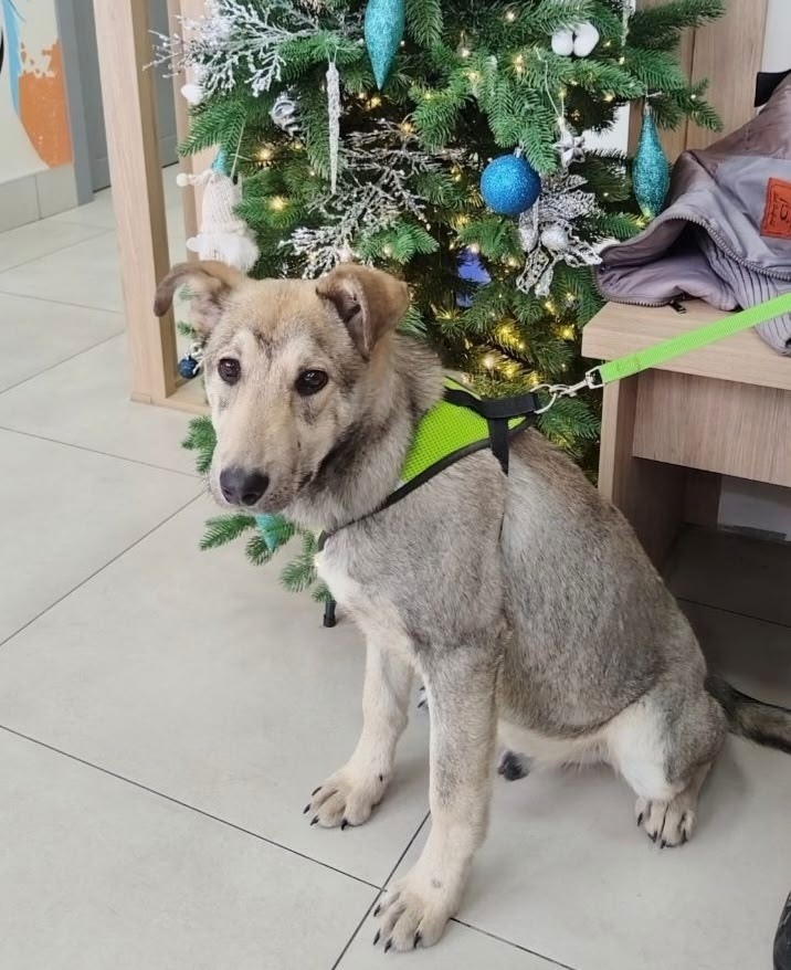 Найдена собака в Ростове-на-Дону — фото объявления