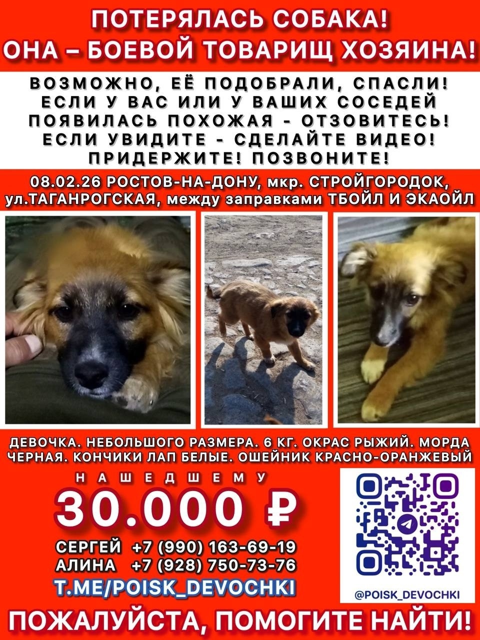 Пропала собака в Ростове-на-Дону — фото объявления