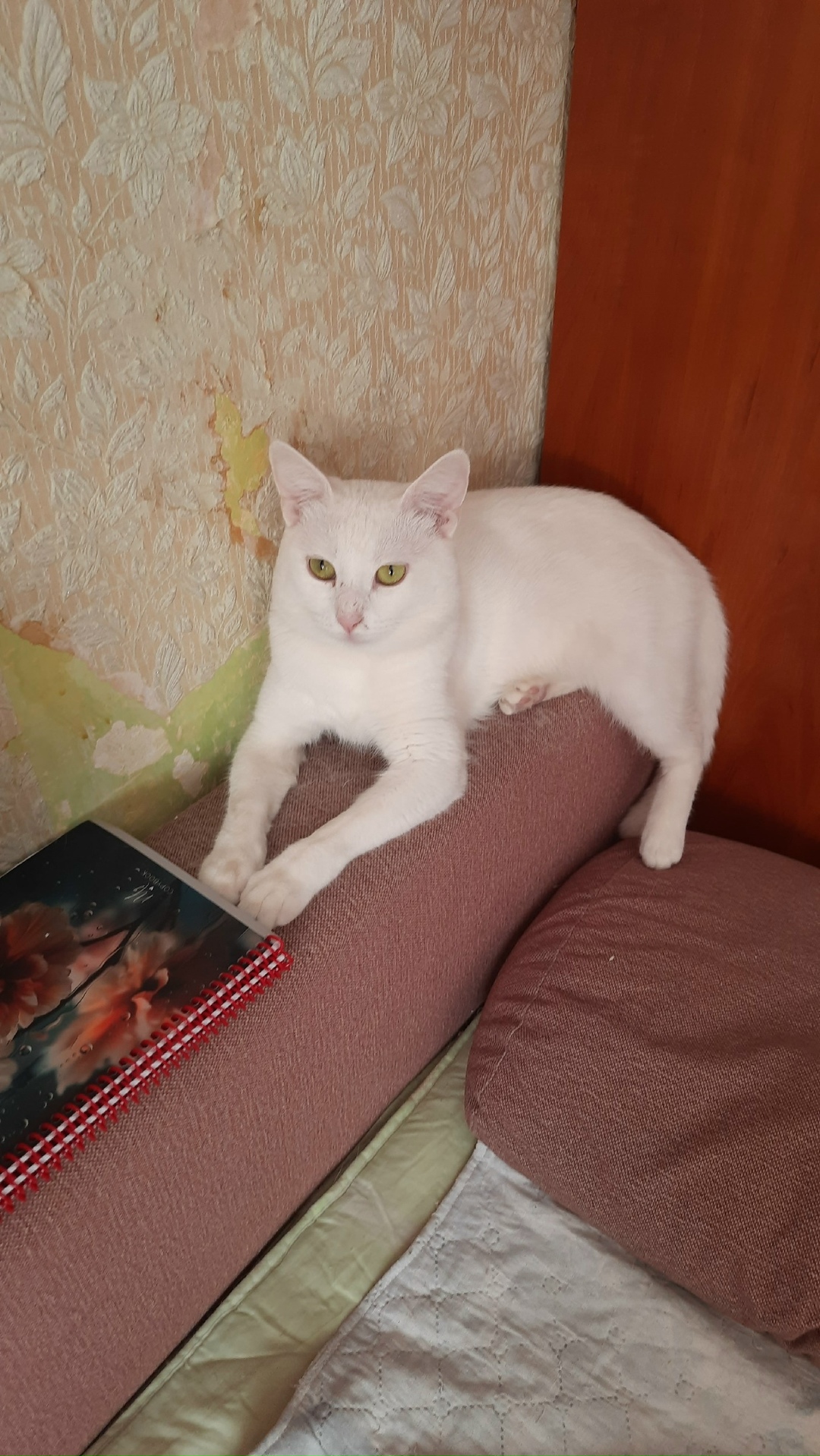 Пропала кошка в Ростове-на-Дону — фото объявления