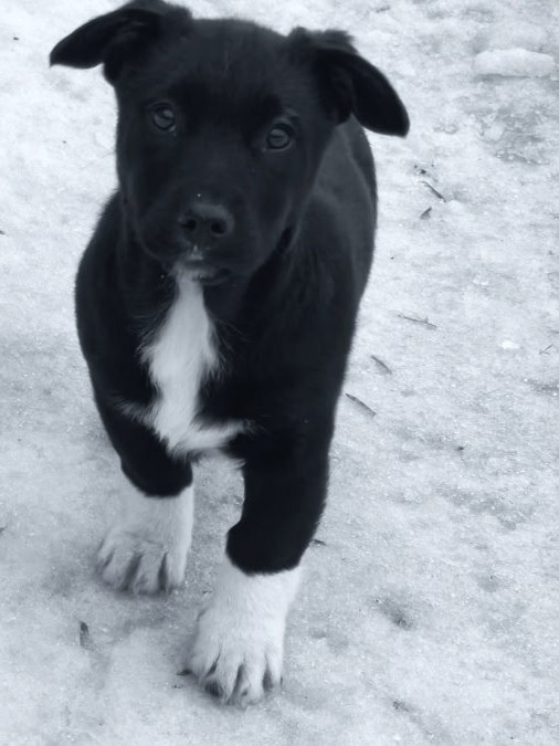 Пропала собака в Ростове-на-Дону — фото объявления