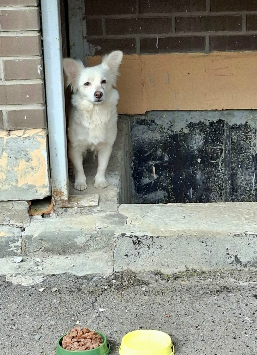 Найдена собака в Ростове-на-Дону — фото объявления