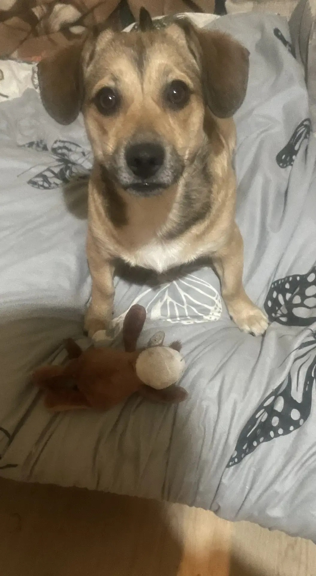 Пропала собака в Ростове-на-Дону — фото объявления