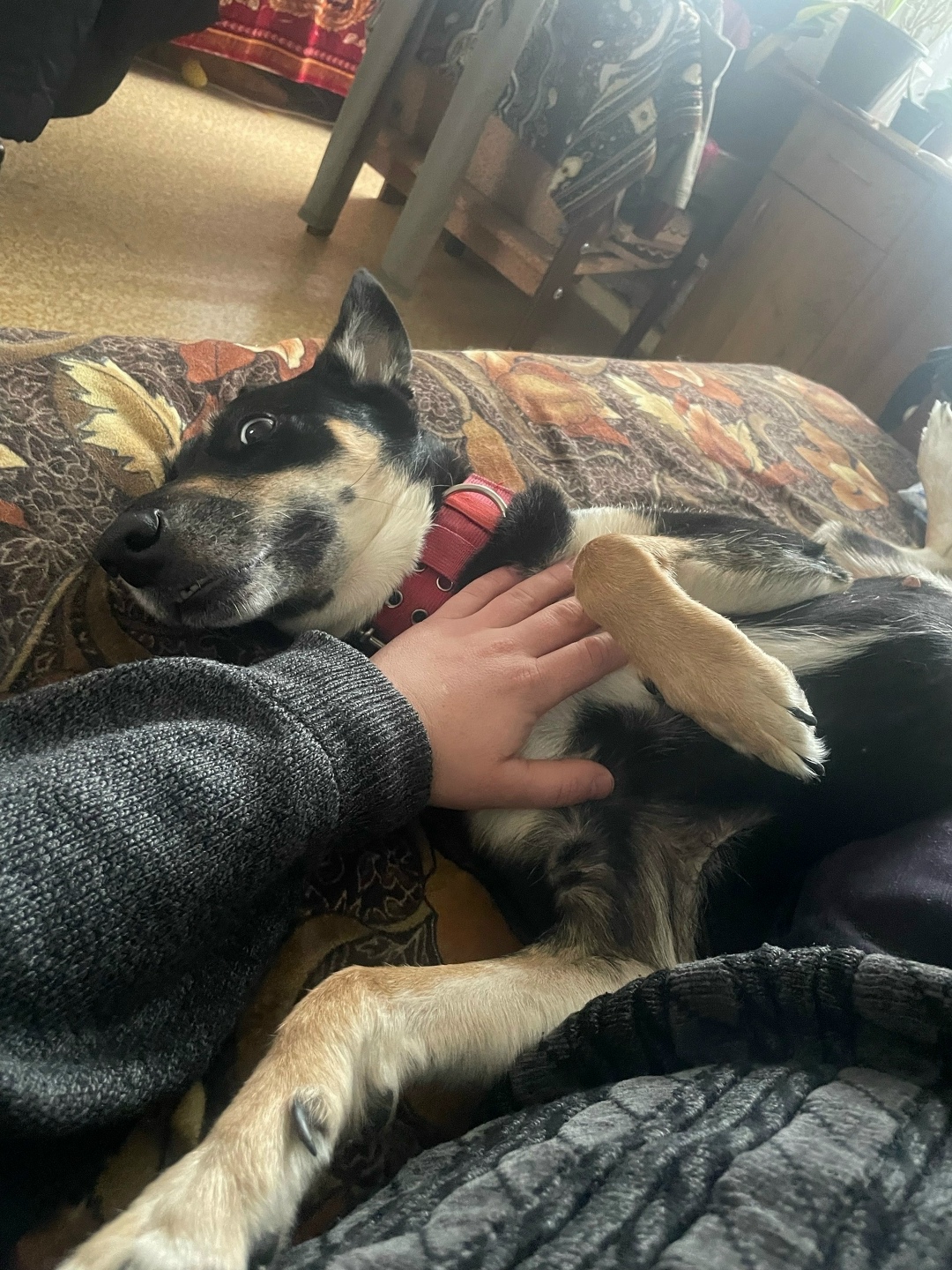 Пропала собака в Ростове-на-Дону — фото объявления