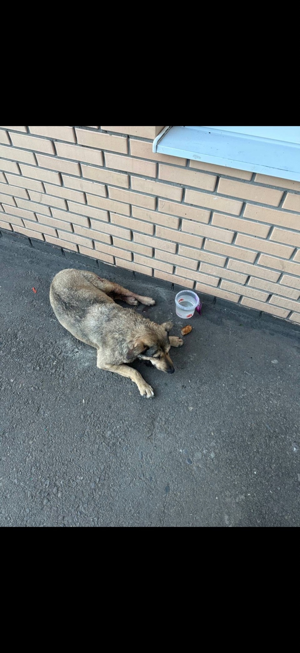 Найдена собака в Ростове-на-Дону — фото объявления