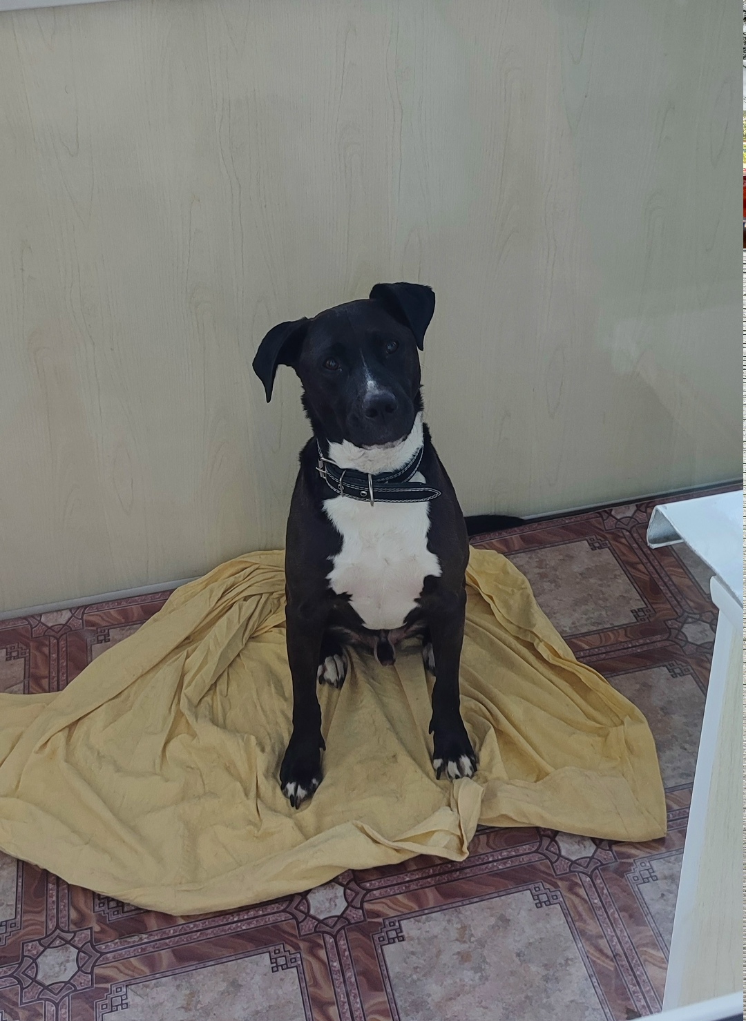 Найдена собака в Ростове-на-Дону — фото объявления