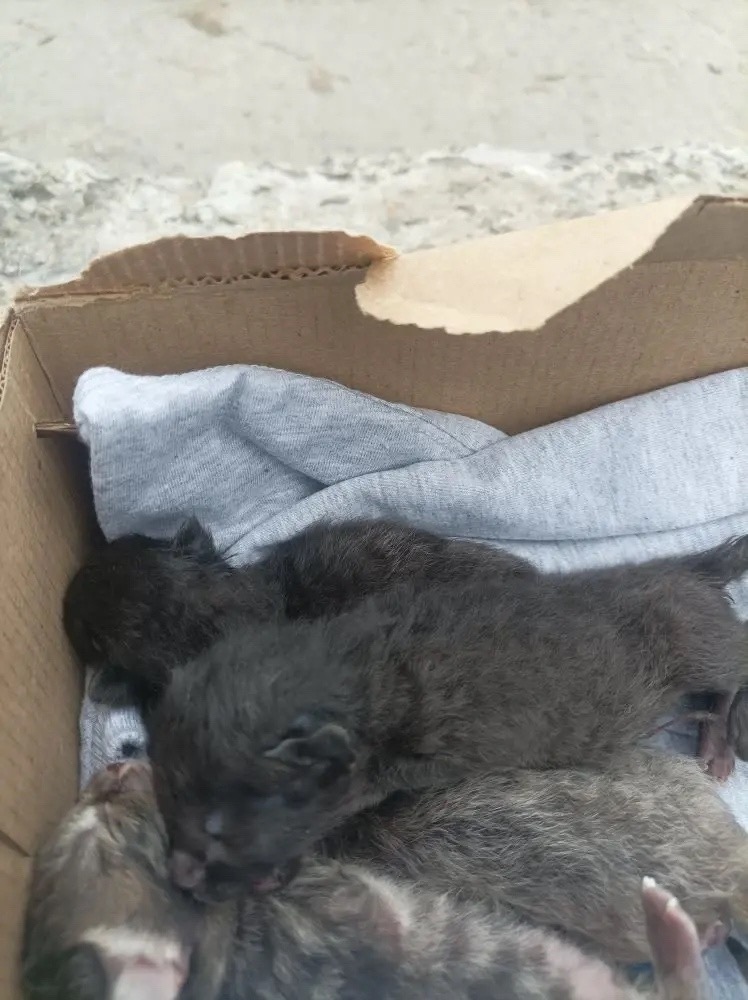 Найдена кошка в Ростове-на-Дону — фото объявления