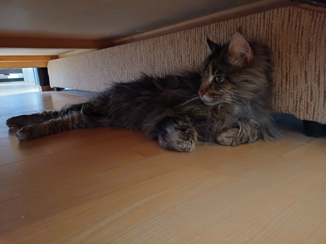 Найдена кошка в Ростове-на-Дону — фото объявления