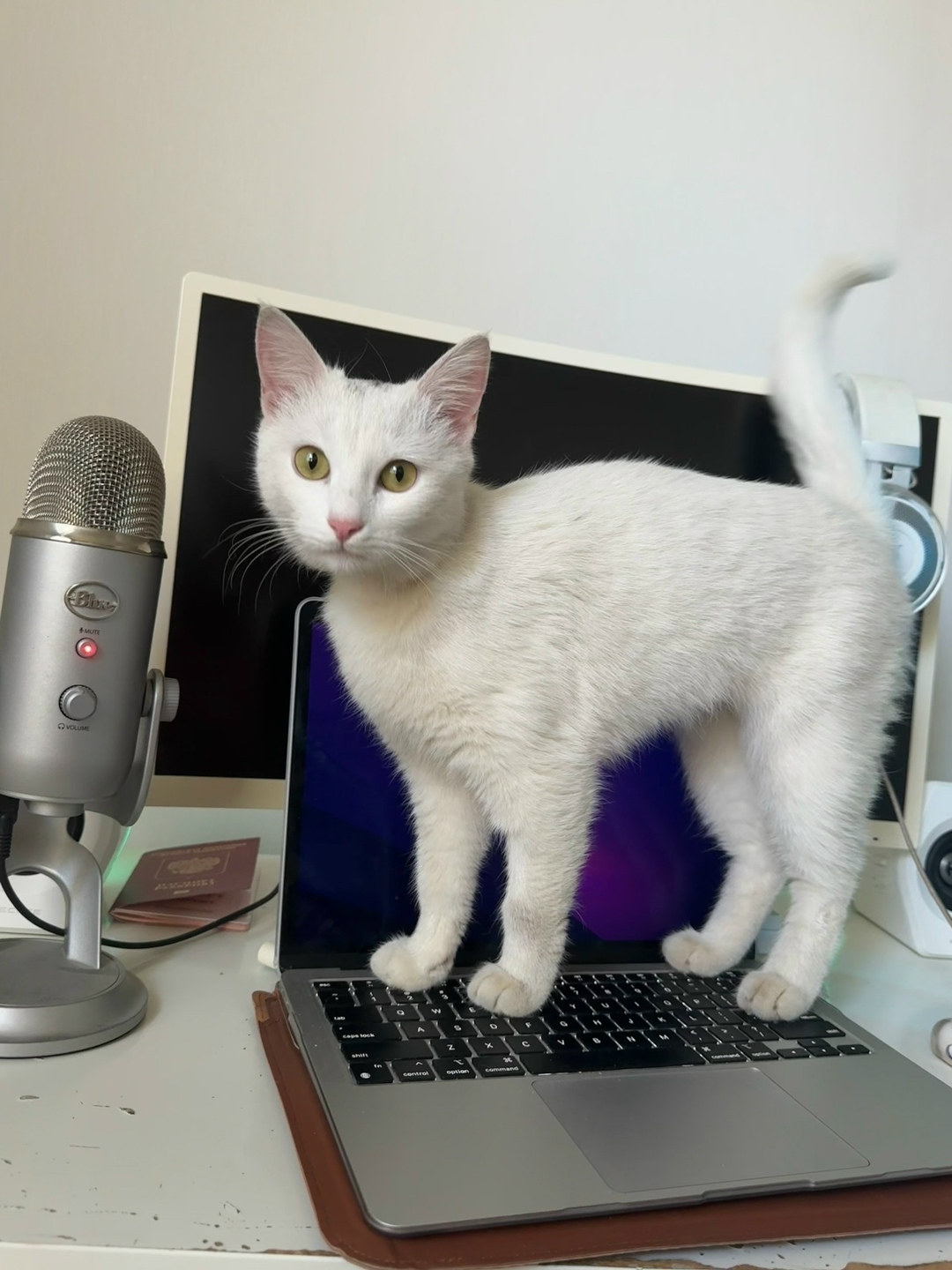 Пропала кошка в Ростове-на-Дону — фото объявления