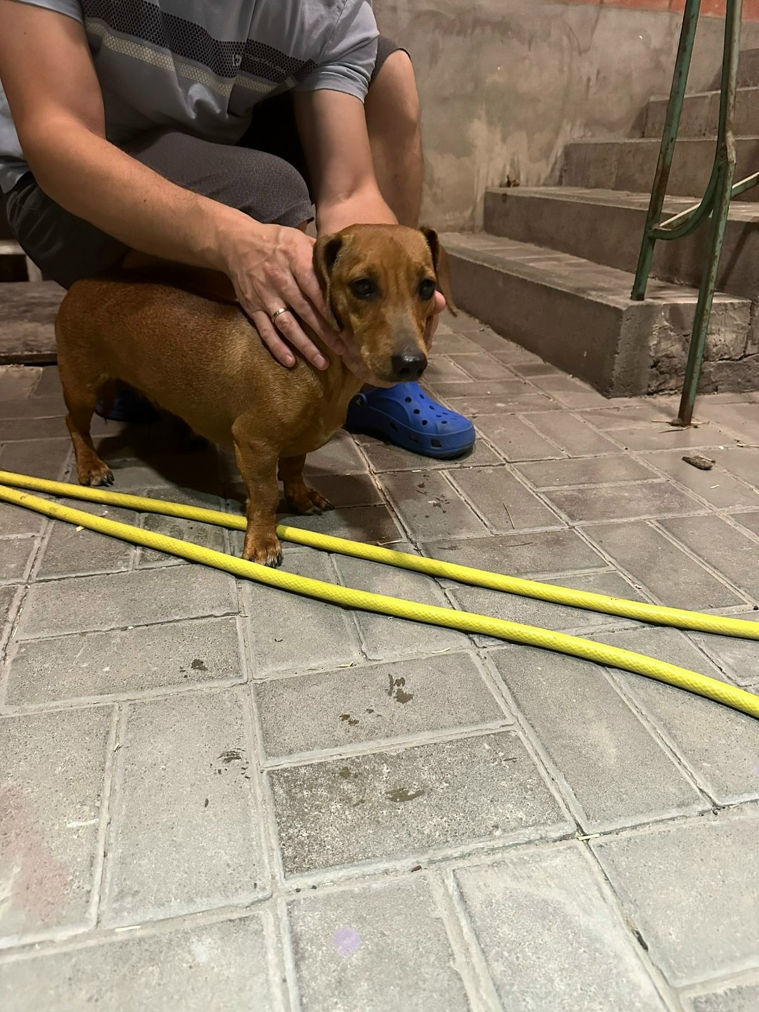 Найдена собака в Ростове-на-Дону — фото объявления