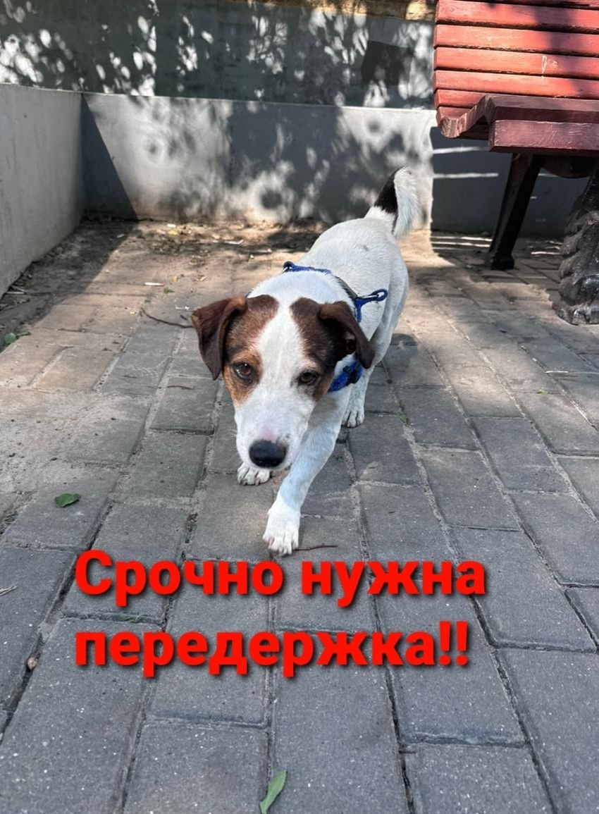 Найдена собака в Ростове-на-Дону — фото объявления