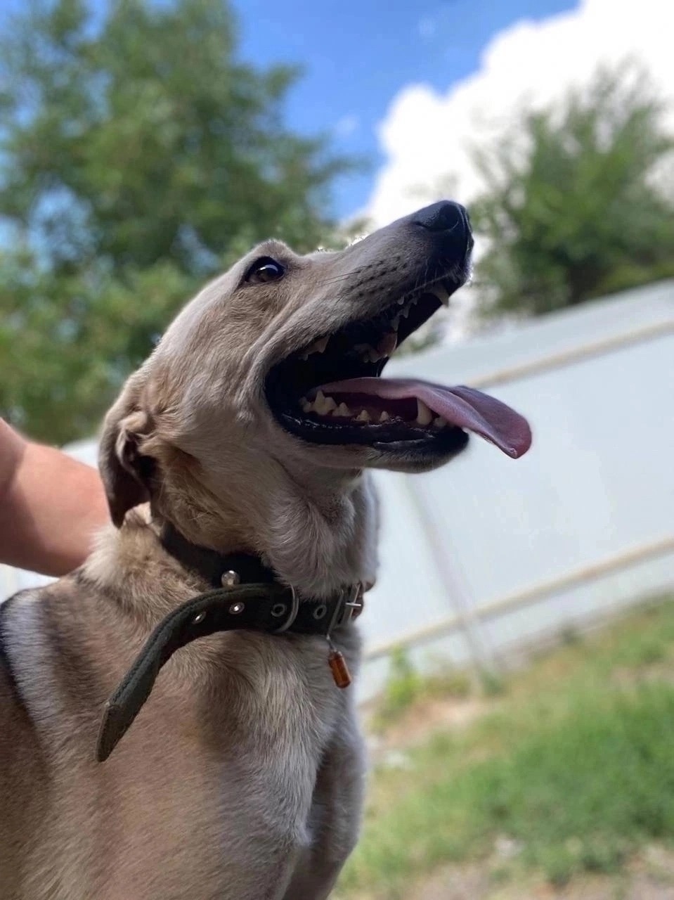 Найдена собака в Ростове-на-Дону — фото объявления