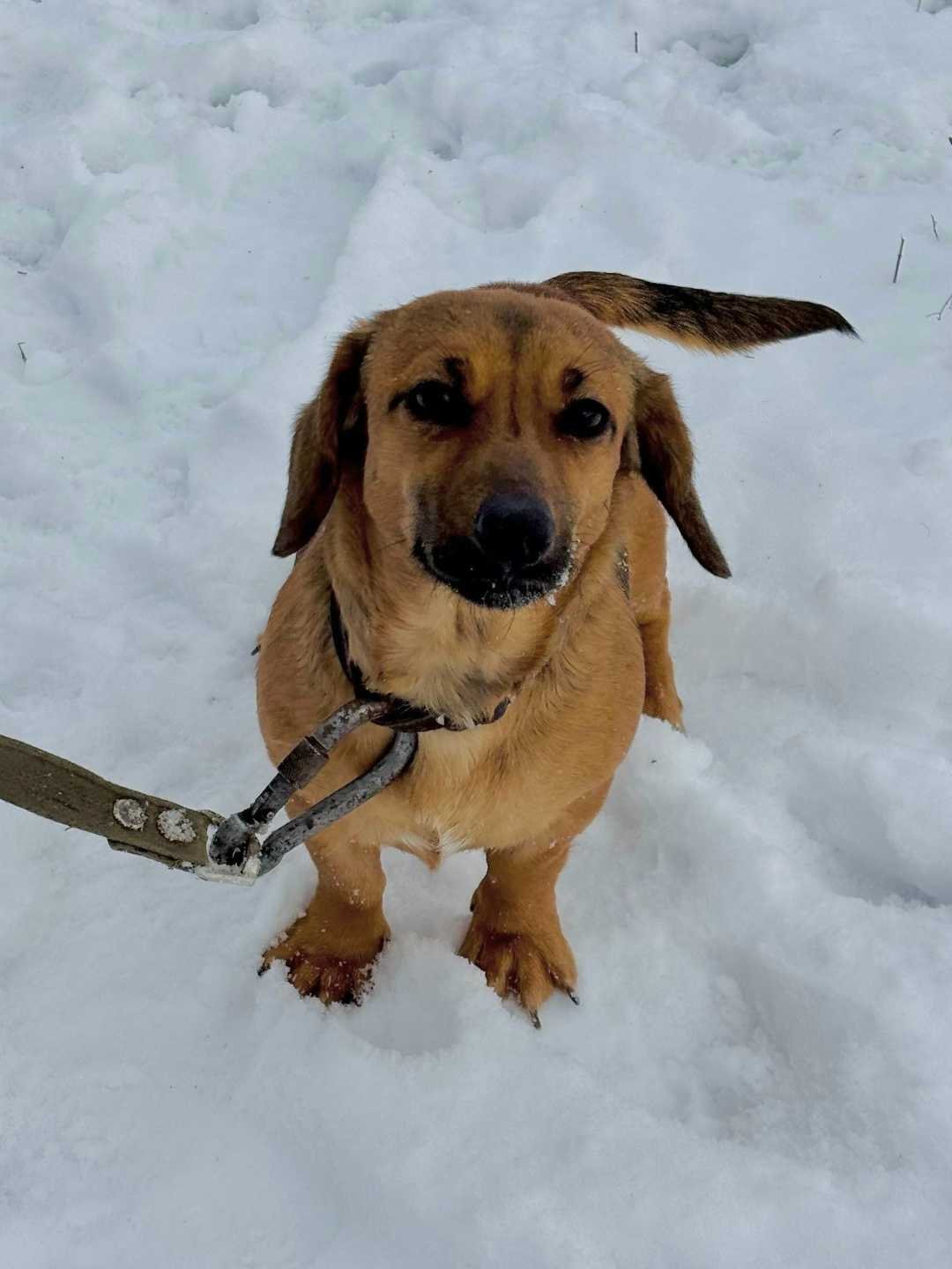 Найдена собака в Ростове-на-Дону — фото объявления