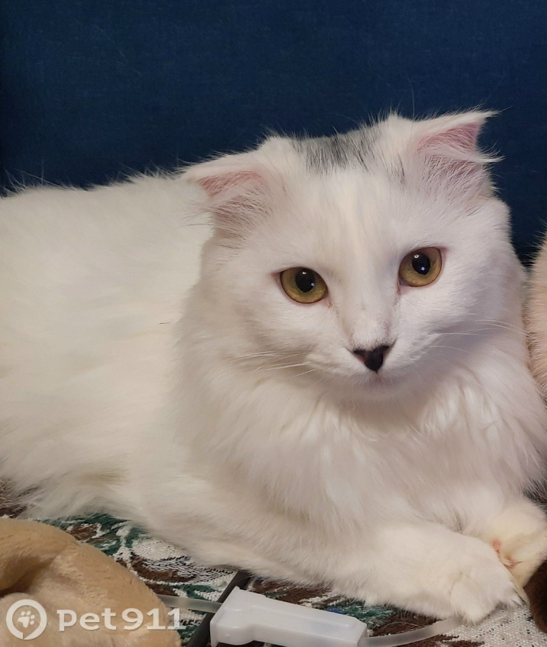 Пропала кошка в Ростове-на-Дону — фото объявления