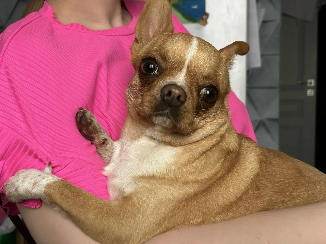 Найдена собака в Ростове-на-Дону — фото объявления