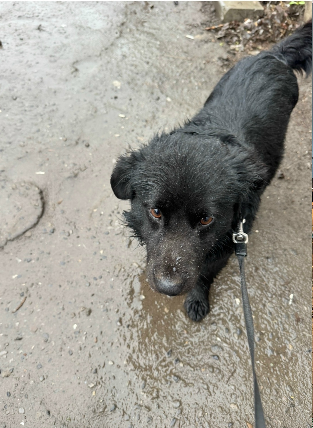 Найдена собака в Ростове-на-Дону — фото объявления