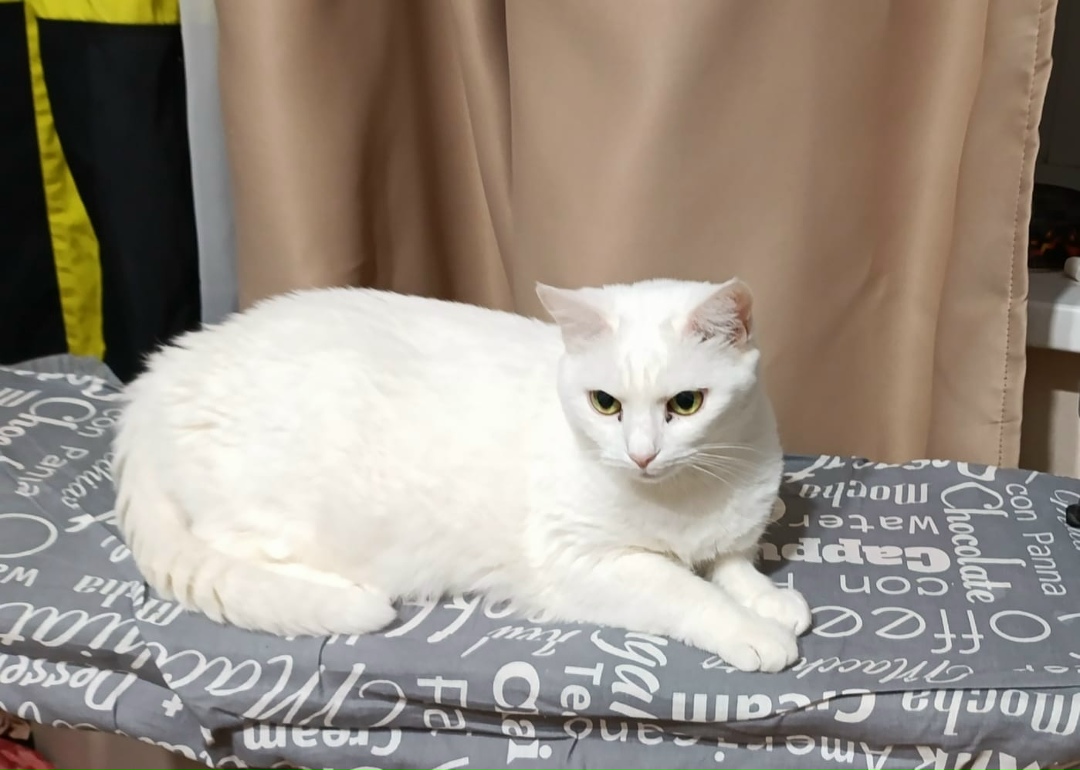 Пропала кошка в Ростове-на-Дону — фото объявления