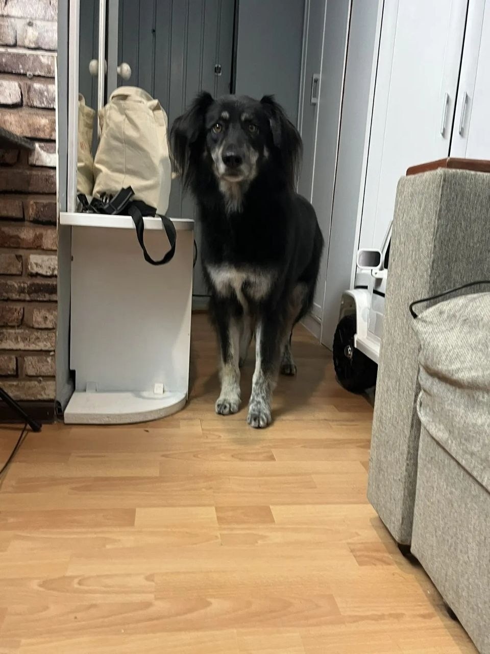 Пропала собака в Ростове-на-Дону — фото объявления