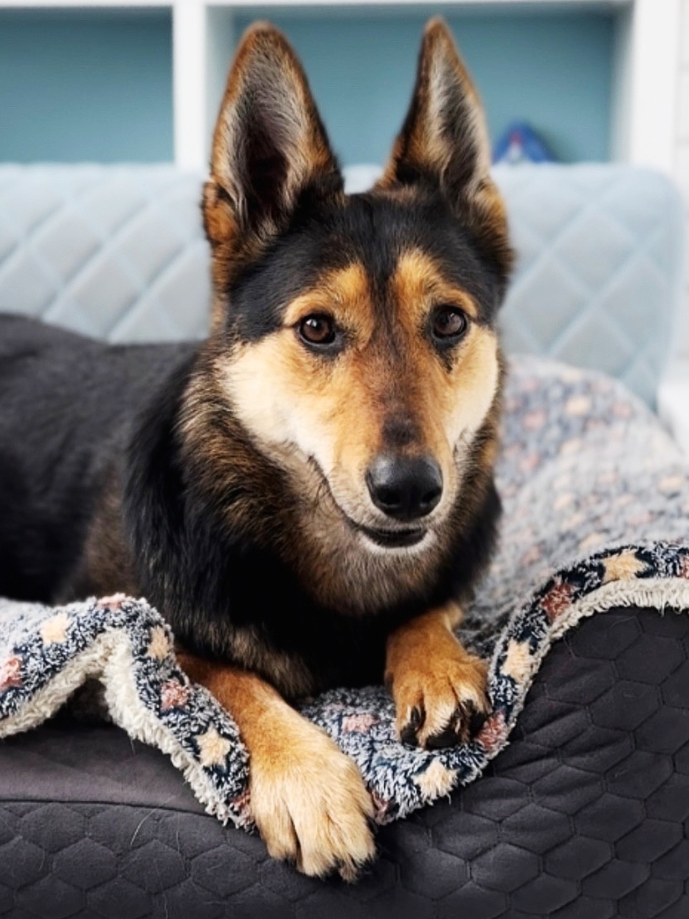 Найдена собака в Ростове-на-Дону — фото объявления