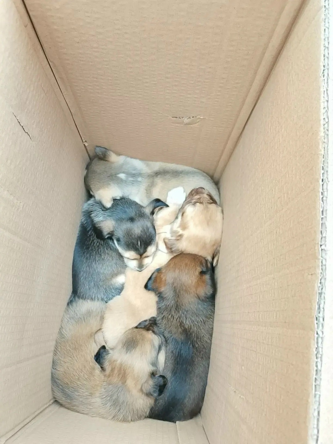 Найдена собака в Ростове-на-Дону — фото объявления