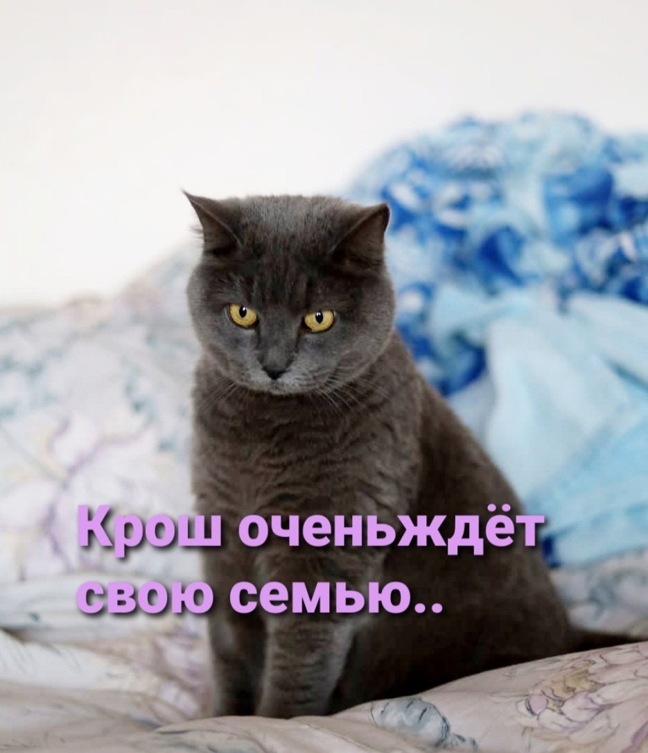 Найдена собака в Ростове-на-Дону — фото объявления