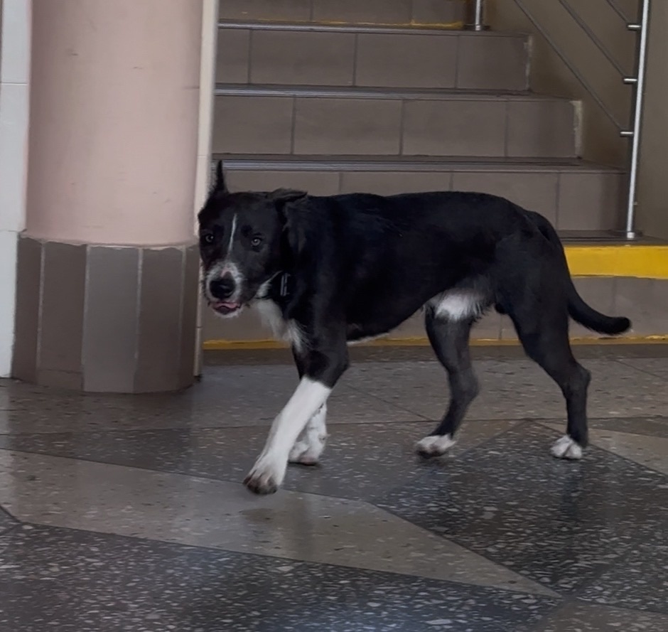 Найдена собака в Ростове-на-Дону — фото объявления