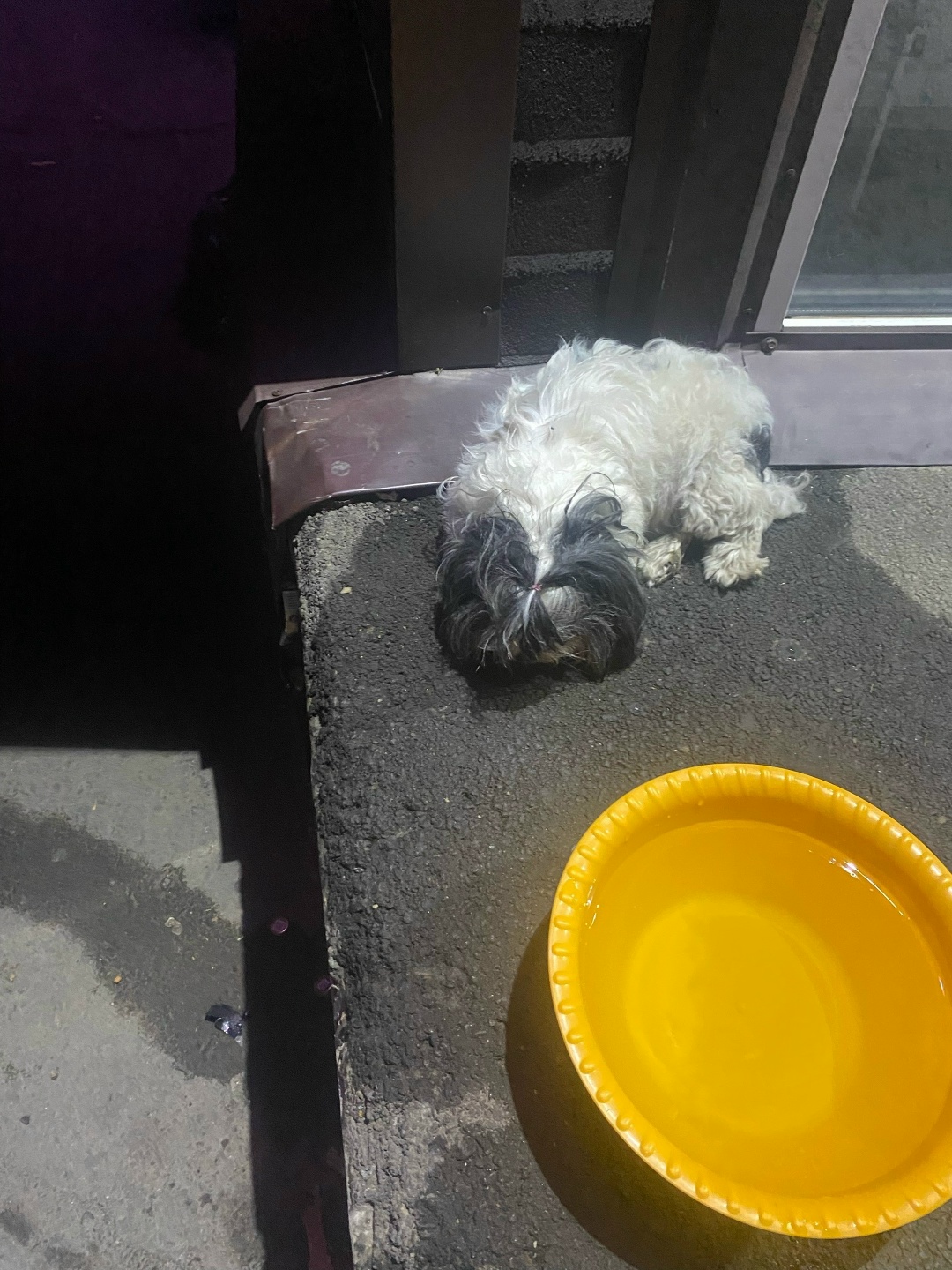 Найдена собака в Ростове-на-Дону — фото объявления