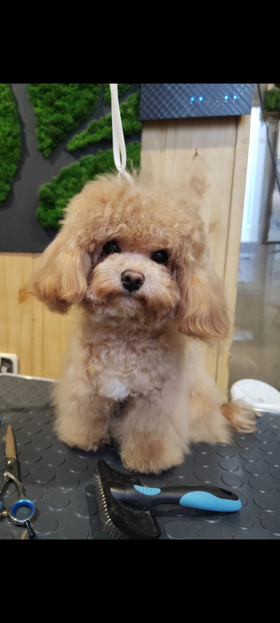 Пропала собака в Ростове-на-Дону — фото объявления