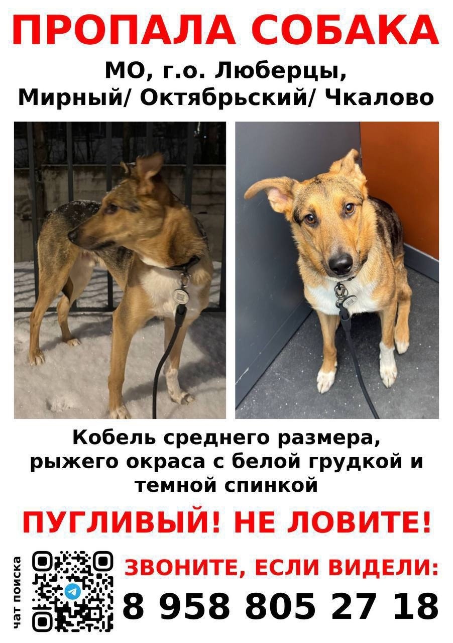 Пропала собака в Ростове-на-Дону — фото объявления