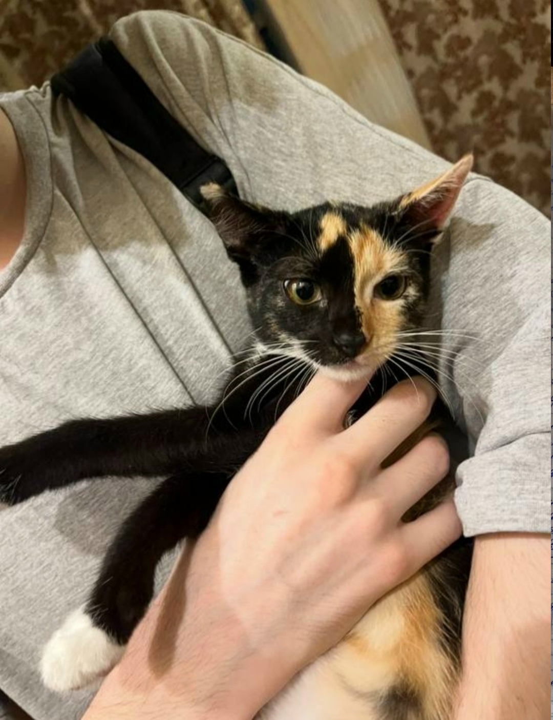 Пропала кошка в Ростове-на-Дону — фото объявления