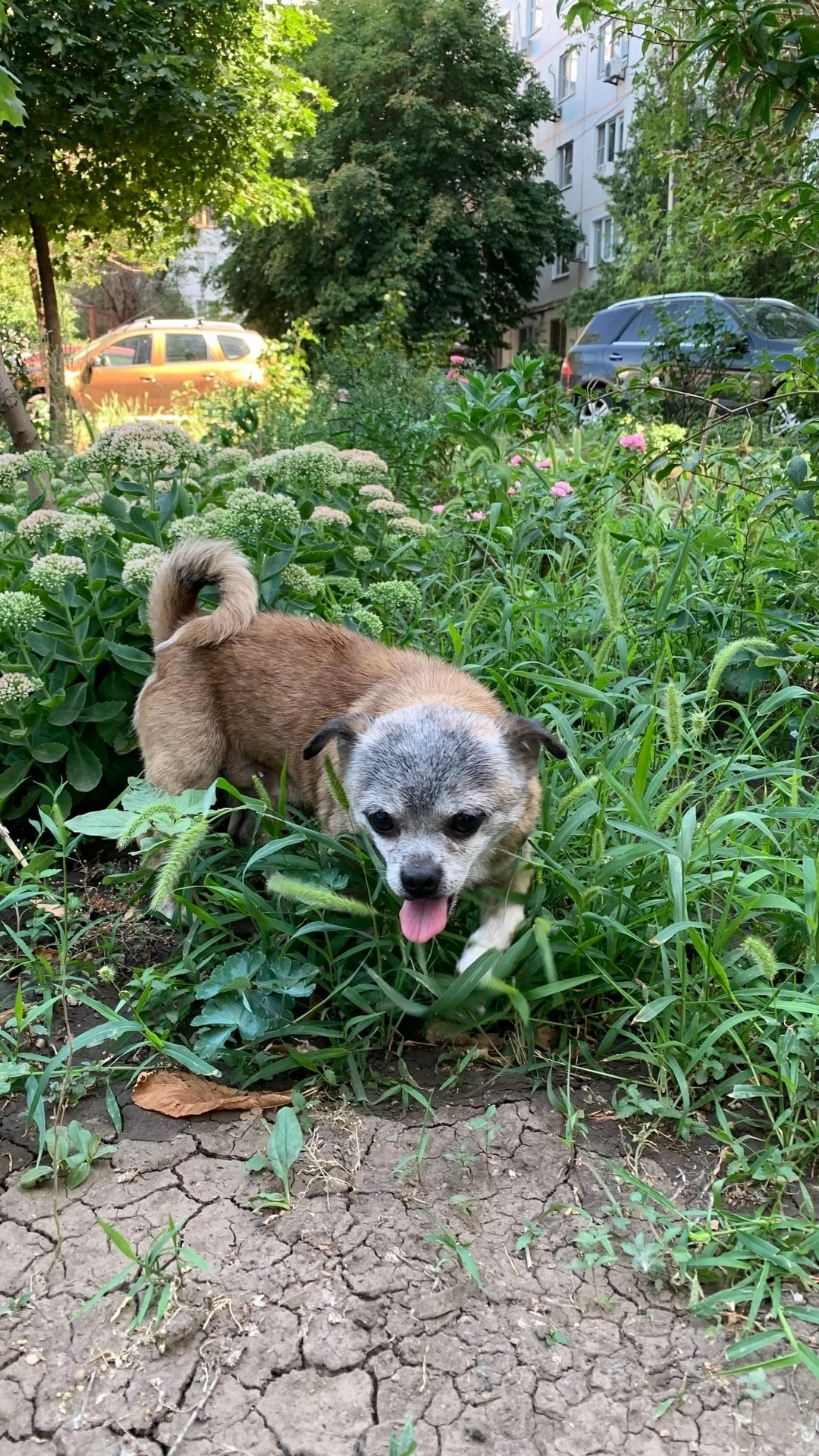 Найдена собака в Ростове-на-Дону — фото объявления