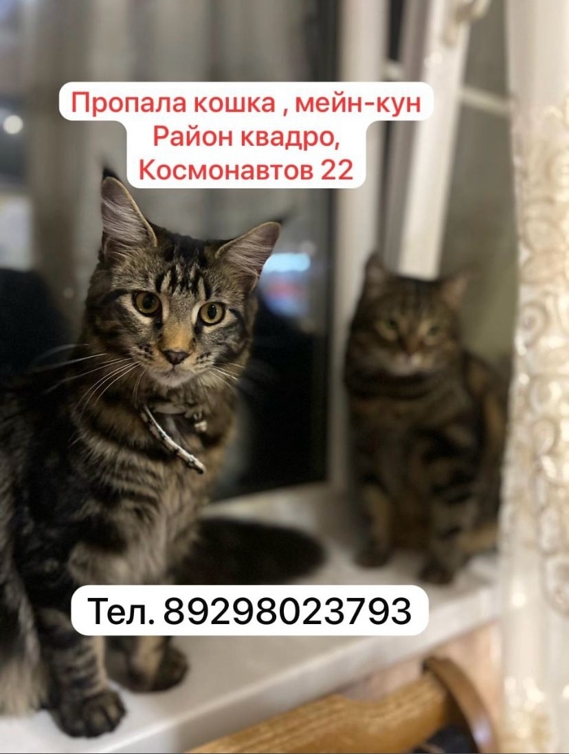 Пропала кошка в Ростове-на-Дону — фото объявления