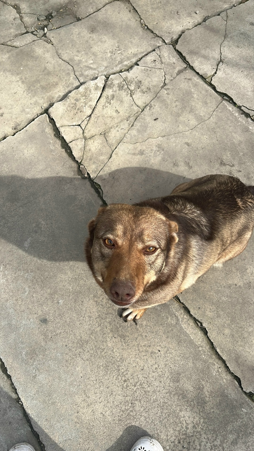 Пропала собака в Ростове-на-Дону — фото объявления