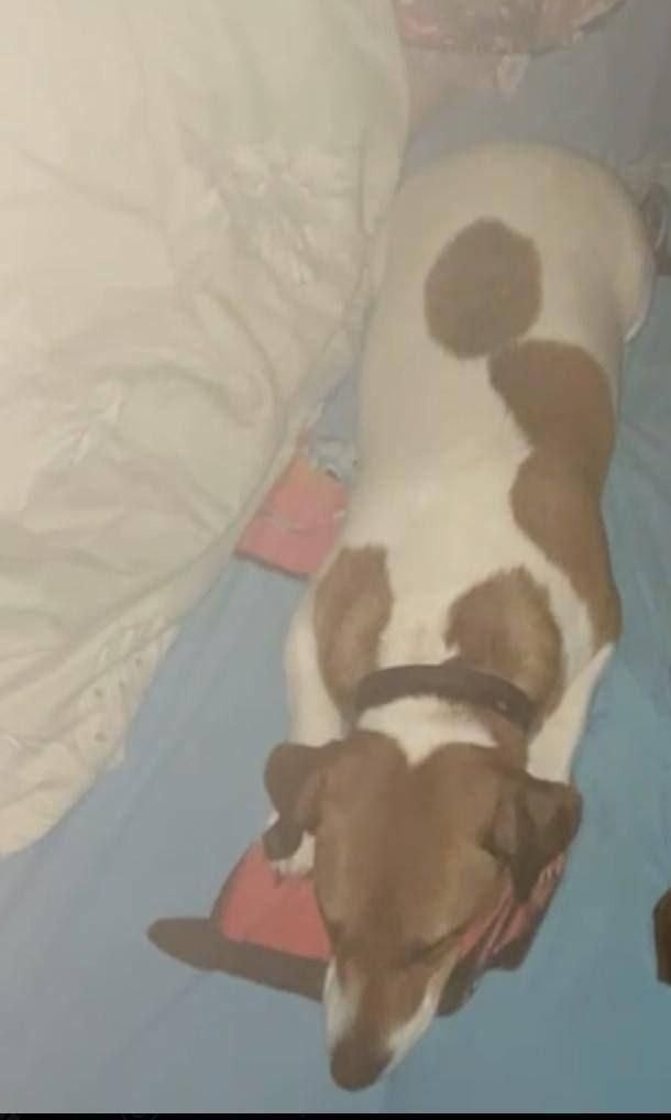 Пропала собака в Ростове-на-Дону — фото объявления