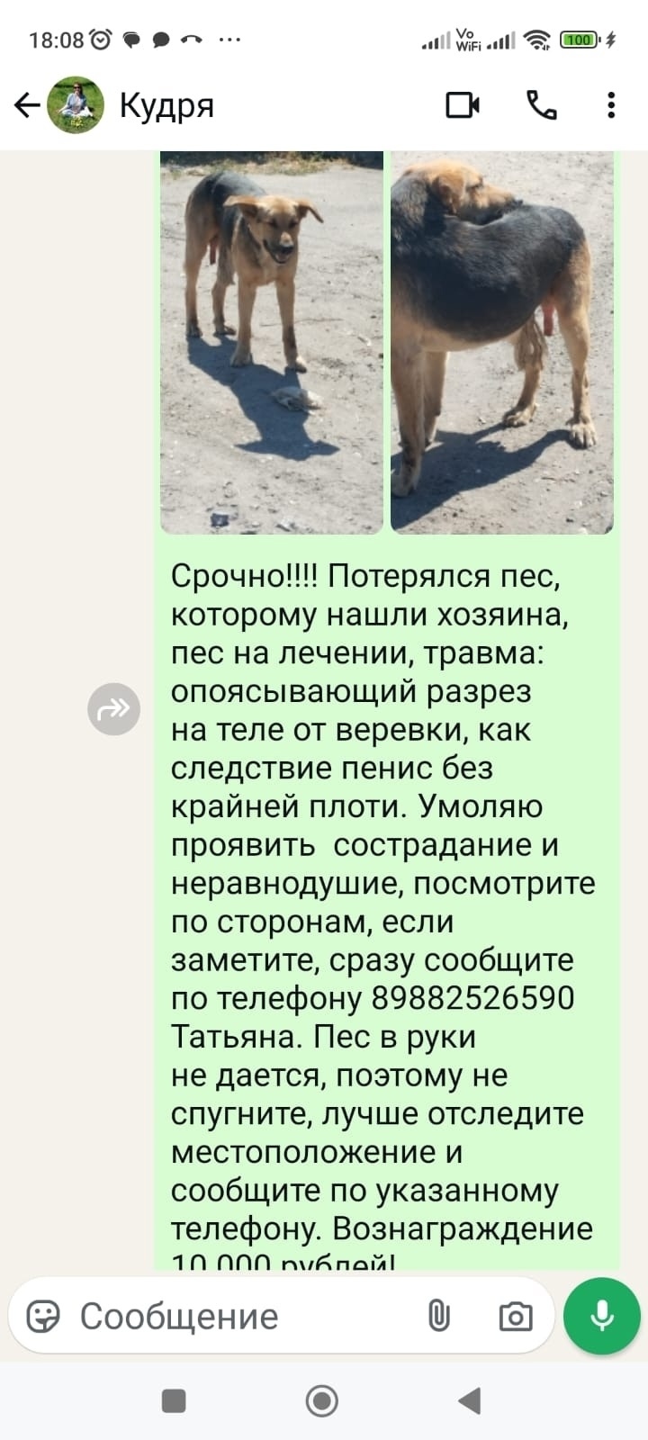 Пропала собака в Ростове-на-Дону — фото объявления