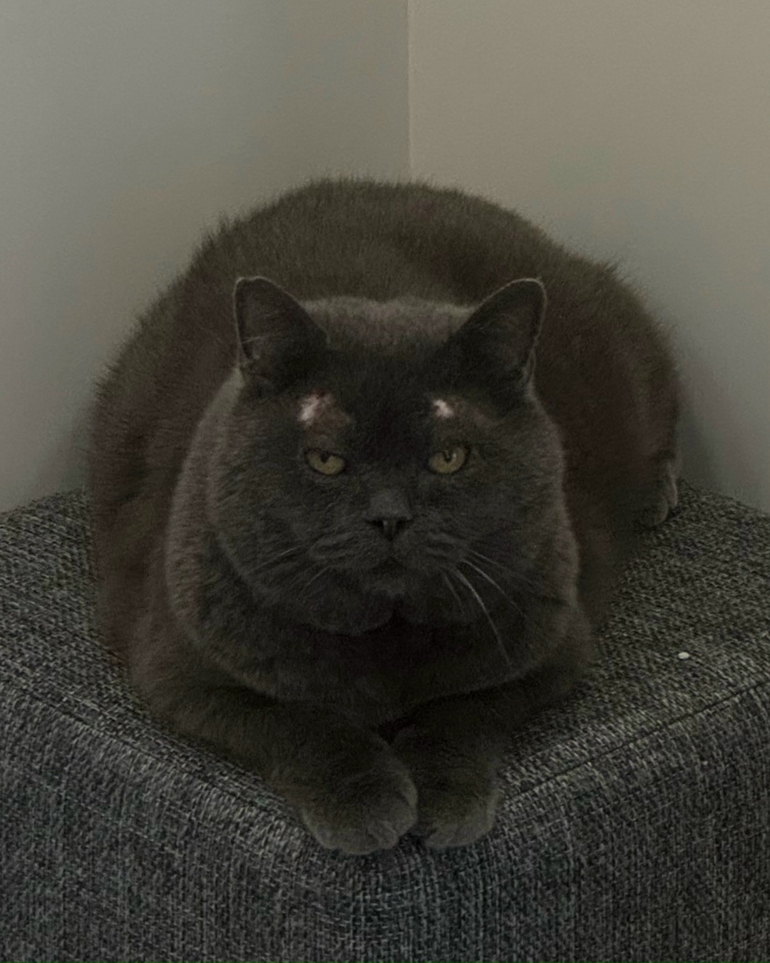 Найдена кошка в Ростове-на-Дону — фото объявления