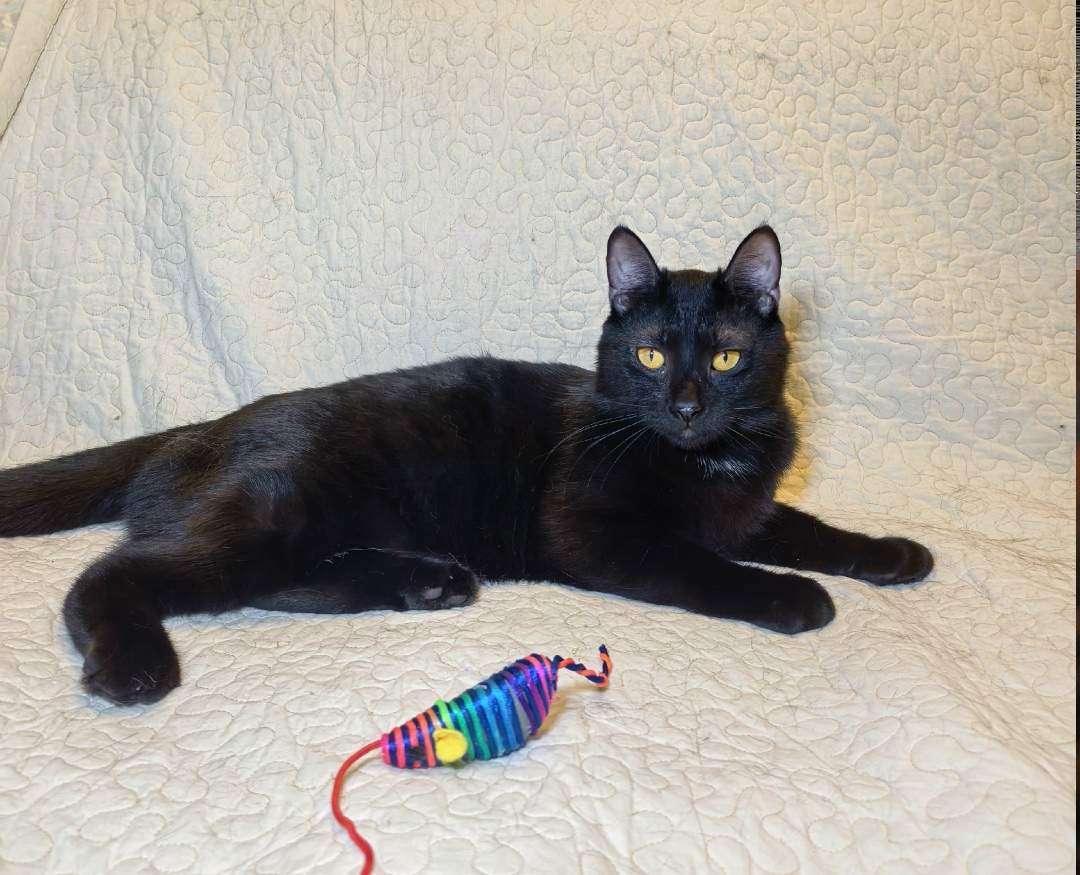 Найдена кошка в Ростове-на-Дону — фото объявления