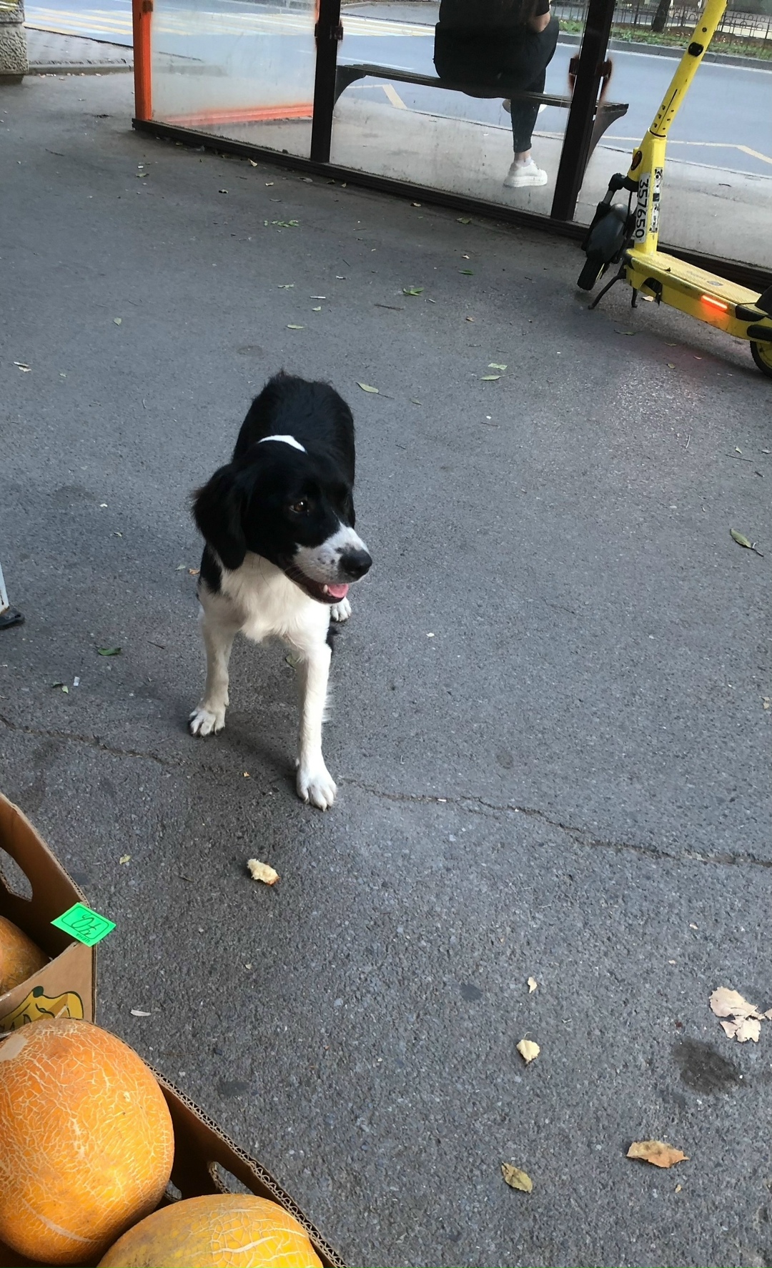 Найдена собака в Ростове-на-Дону — фото объявления