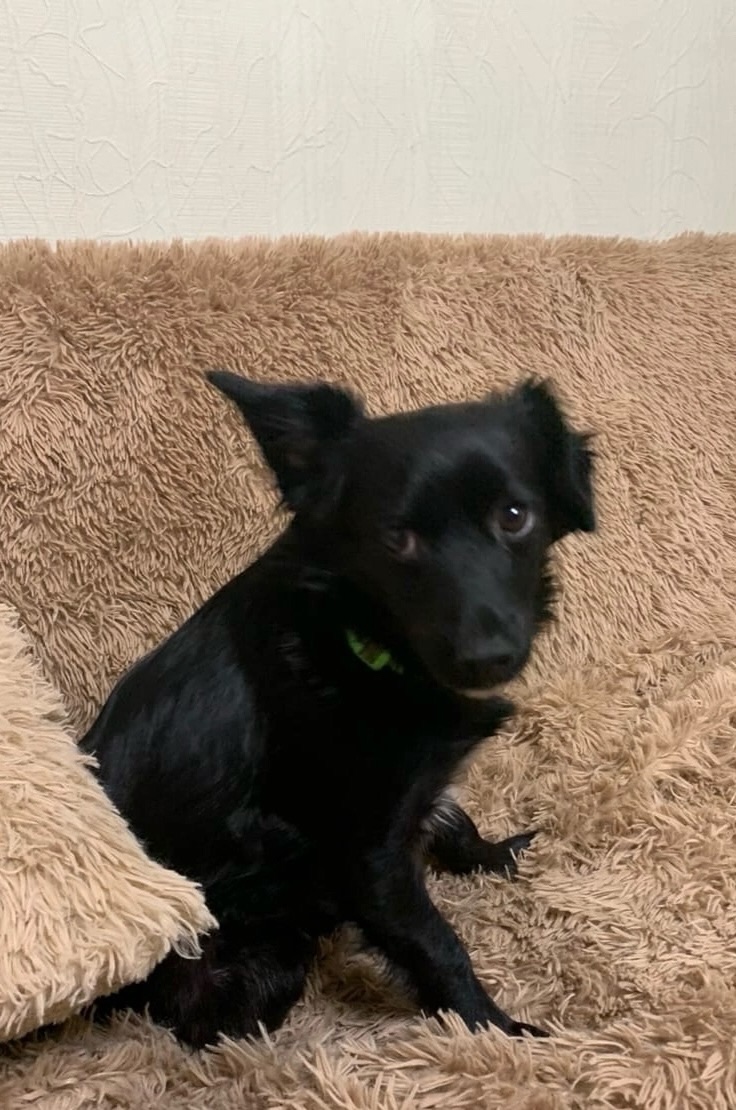 Пропала собака в Ростове-на-Дону — фото объявления